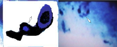 Célula Isolada Célula Isolada